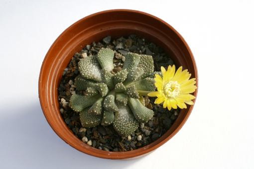 Aloinopsis luckhoffii *2^ 