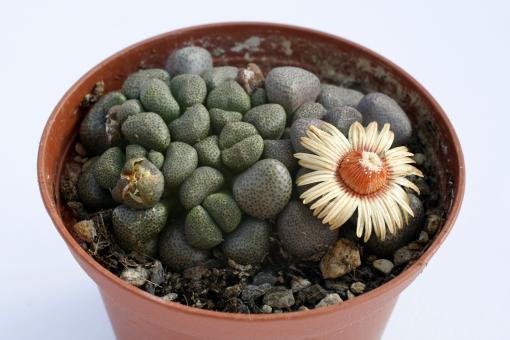 Aloinopsis schoonesii *4^ 