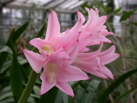 Nerine x Amaryllis-Hybride (Amarine) 