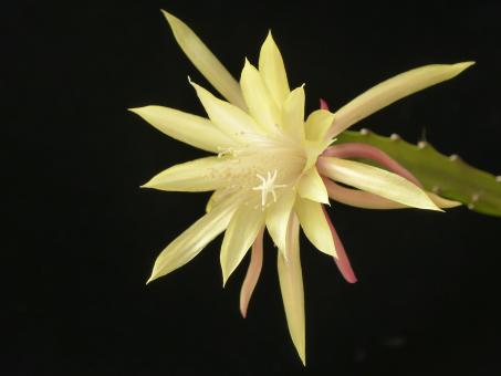 Aporocactus Brigitte 