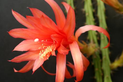 Aporocactus Carolina 