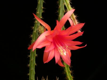 Aporocactus Englische Hybride No. 31 