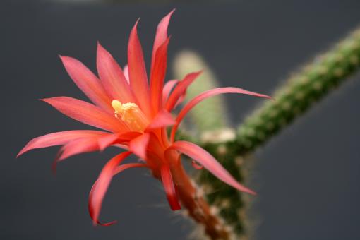 Aporocactus Felix 