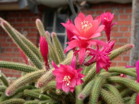 Disocactus flagelliformis % 