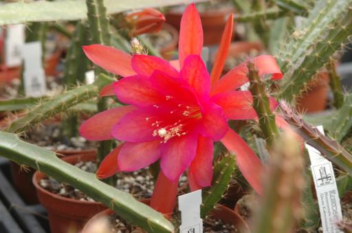 Aporocactus Gillan 