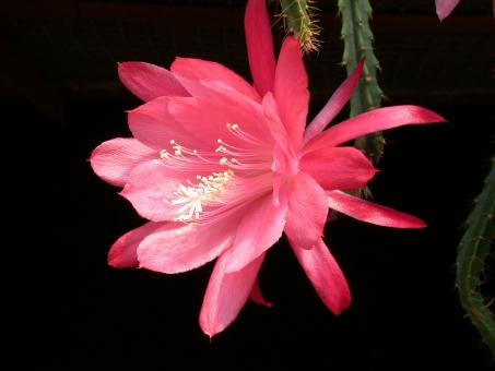 Aporocactus Lady Luck 