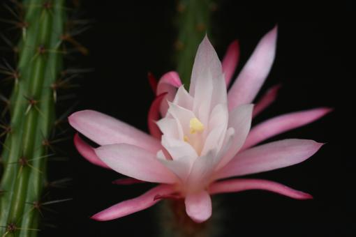 Aporocactus Rot Weiß 
