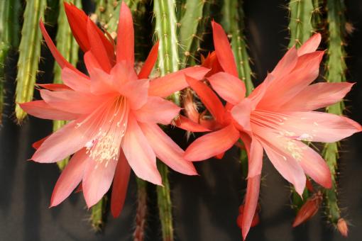 Aporocactus Shirley 
