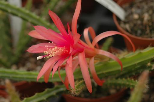 Aporocactus Sunrise 