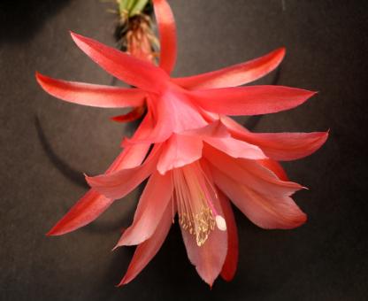 Aporocactus Tempelfeuer 