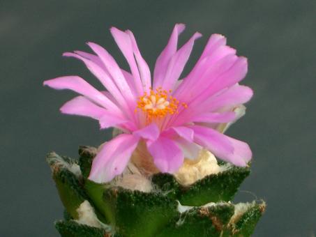 Ariocarpus bravoanus § % 