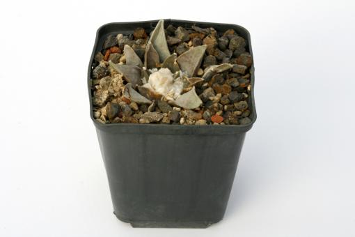 Ariocarpus retusus ssp. confusus § % La Escondida, NL, MEX 