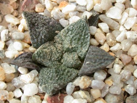 Ariocarpus fissuratus § % 