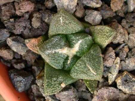 Ariocarpus fissuratus ssp. intermedius § % SB503 Cuatro Cienegas, Coah, MEX 