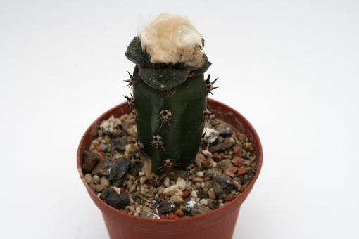 Ariocarpus fissuratus ssp. lloydii § % 