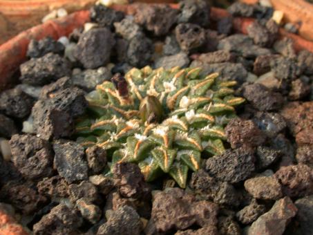 Ariocarpus kotschoubeyanus v. albiflorus § % 