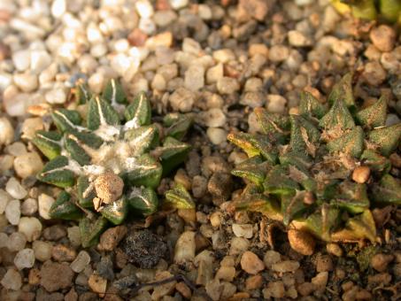 Ariocarpus kotschoubeyanus v. elephantidens § % 