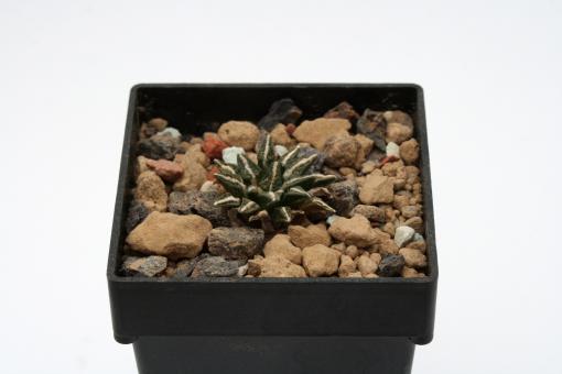 Ariocarpus kotschoubeyanus v. macdowellii § % El Pilar, Puebla, MEX 