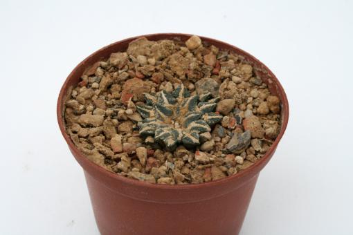 Ariocarpus kotschoubeyanus v. minor § % 