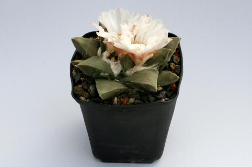 Ariocarpus retusus § % 