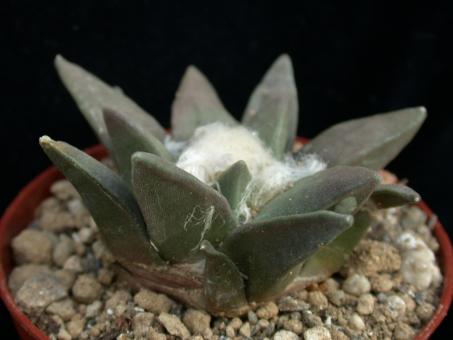 Ariocarpus retusus § % DU104 La Poza, NL, MEX 