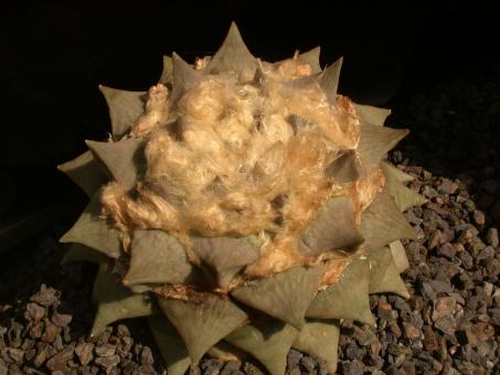 Ariocarpus retusus § % 