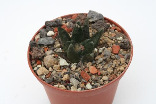 Ariocarpus scaphirostris % 