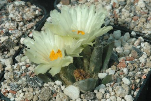 Ariocarpus trigonus v. elongatus § % 