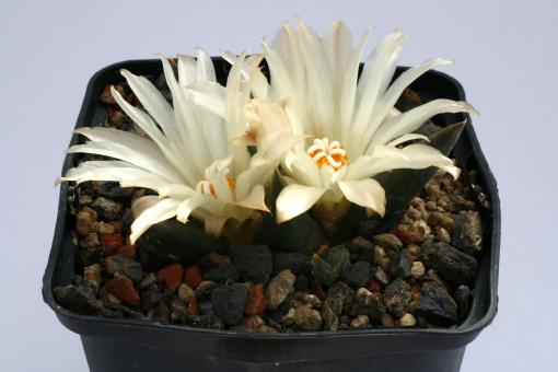 Ariocarpus trigonus v. elongatus § % 