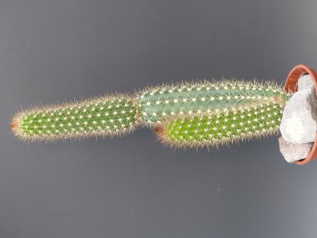 Arrojadoa aureispina HU154 nw. of Caitite, Riacho de Santana, Bahia, Brazil, 200m 