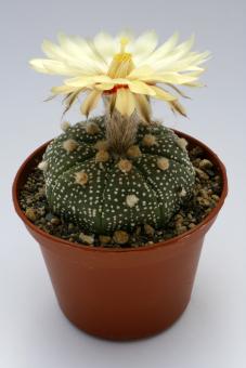 Astrophytum asterias § % 