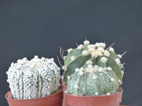 Astrophytum Asterias-Hybrids 