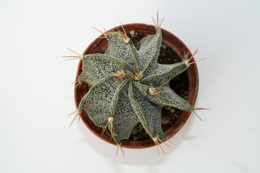 Astrophytum Beguin-Hybriden 