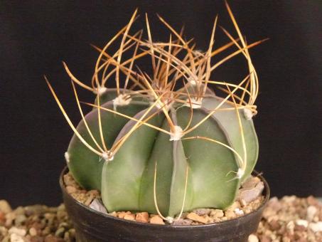 Astrophytum capricorne ssp. crassispinum 