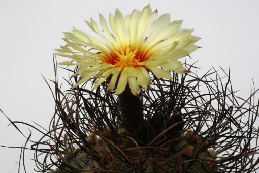 Astrophytum capricorne v. minor % 