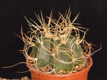 Astrophytum capricorne ssp. senile f. aureum 