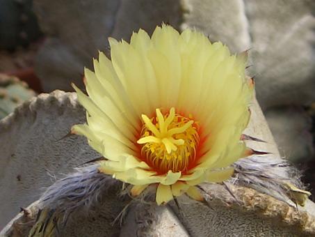 Astrophytum coahuilense 