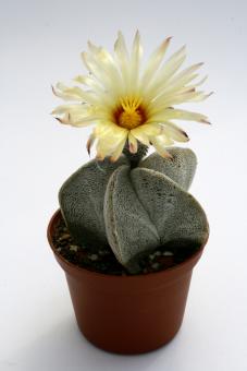 Astrophytum coahuilense 