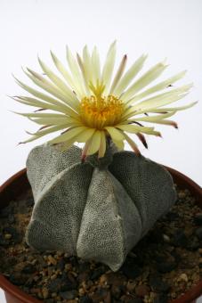 Astrophytum coahuilense Lerdo, MEX 