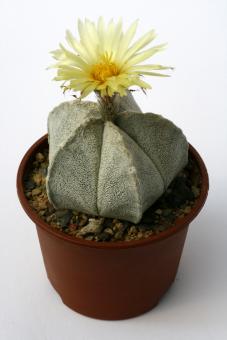 Astrophytum coahuilense Parras, Coah, MEX 