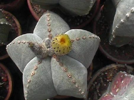 Astrophytum myriostigma % Puente del Rio, MEX 