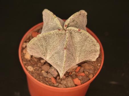 Astrophytum myriostigma % Puente del Rio, MEX 