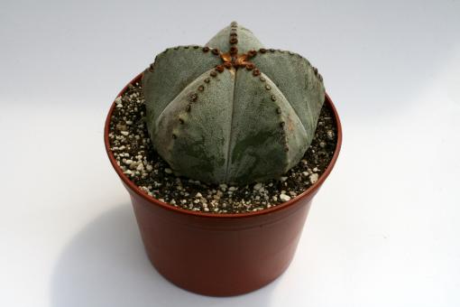 Astrophytum myriostigma % 