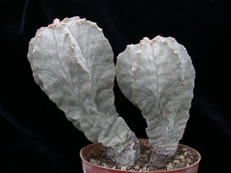 Astrophytum myriostigma f. columnare % 