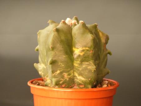 Astrophytum myriostigma cv. Kikko nudum variegata 