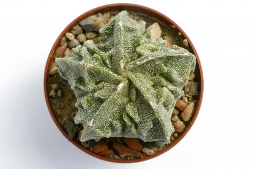 Astrophytum myriostigma cv. Fukuryu 