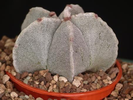 Astrophytum myriostigma % 