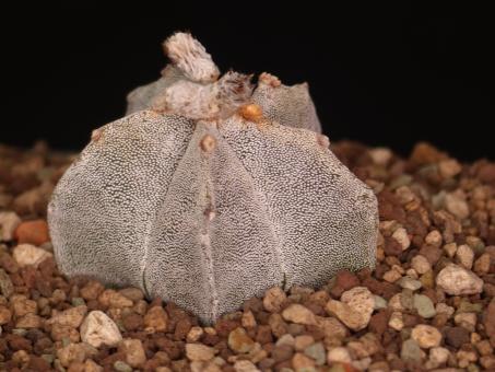 Astrophytum myriostigma % Guadalcazar, SLP, MEX 