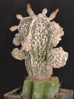 Astrophytum myriostigma cv. Fukuryu Haku-jo VE 