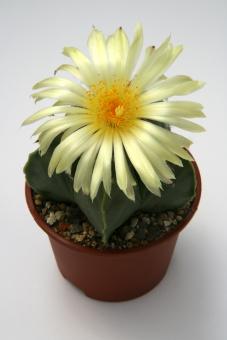 Astrophytum myriostigma f. nuda % 